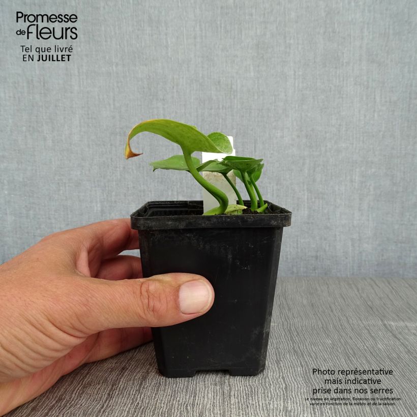 Esemplare di Calla palustris - Calla di palude Vasetto da 8/9 cm consegnato in estate