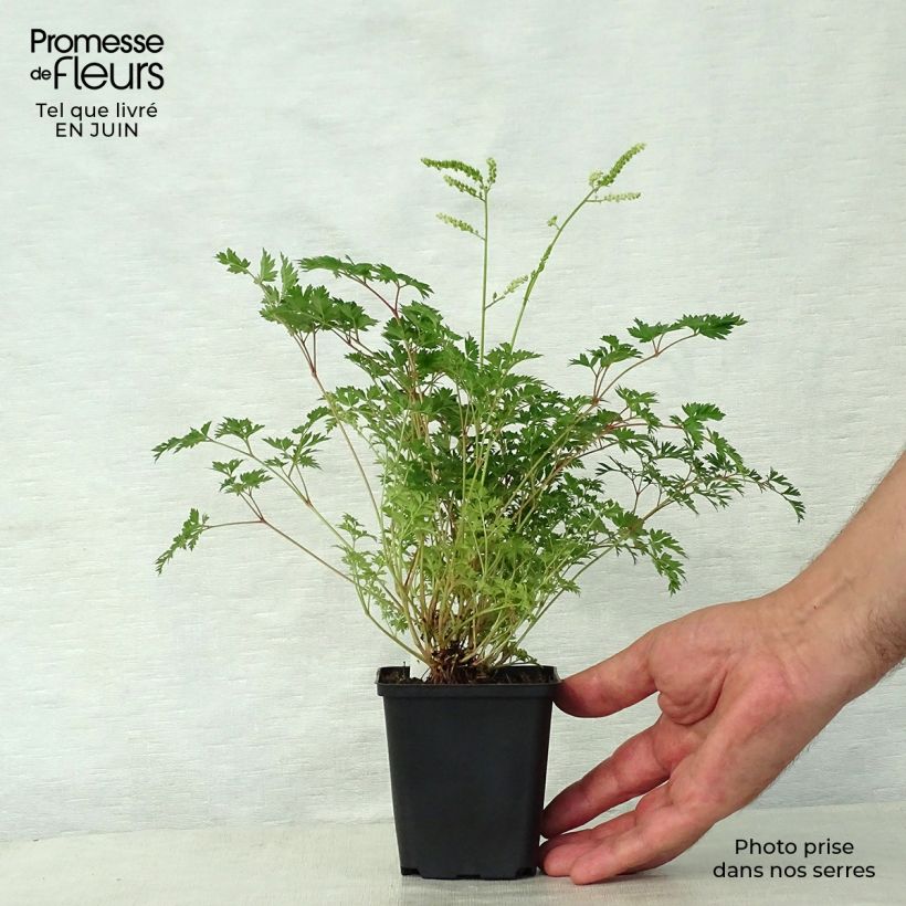 Esemplare di Aruncus aethusifolius - Barba di capra Vasetto da 8/9 cm consegnato in estate