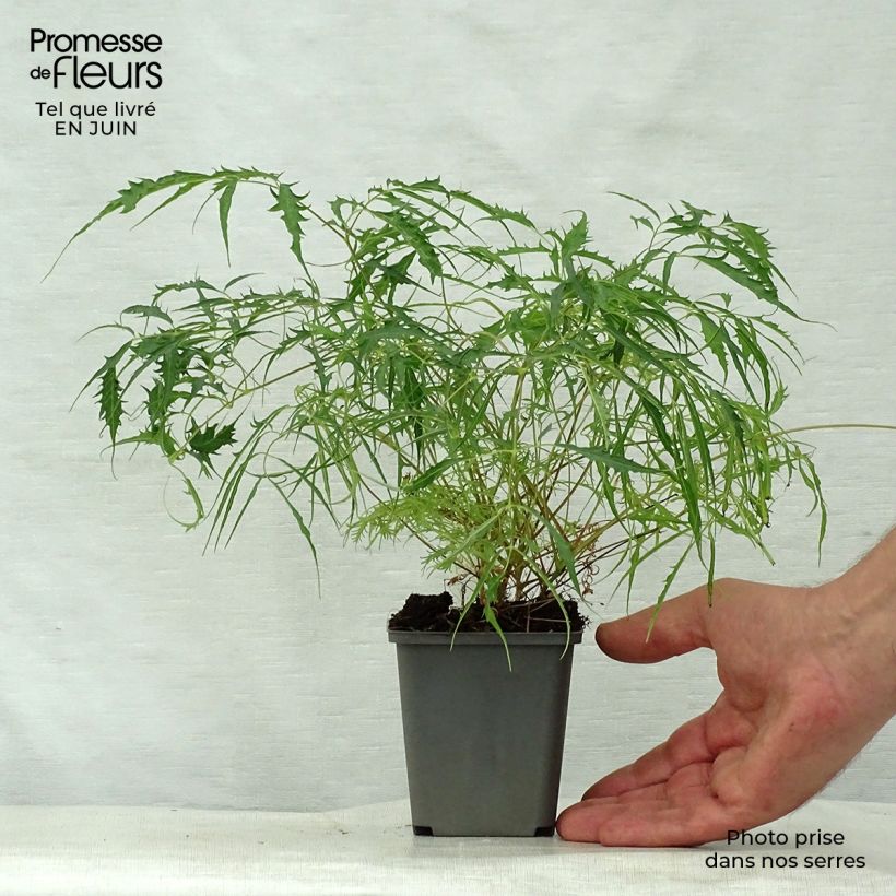 Esemplare di Aruncus dioicus Kneiffii - Barba di capra Vasetto da 8/9 cm consegnato in estate