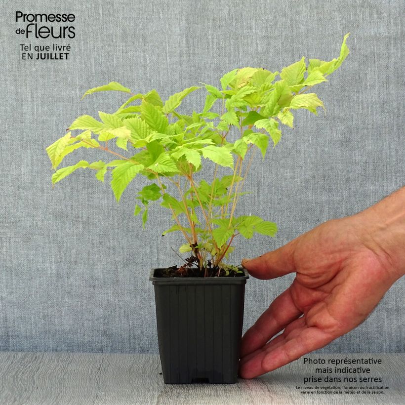 Esemplare di Aruncus dioicus sylvestris - Barba di capra Vasetto da 7/8 cm consegnato in estate