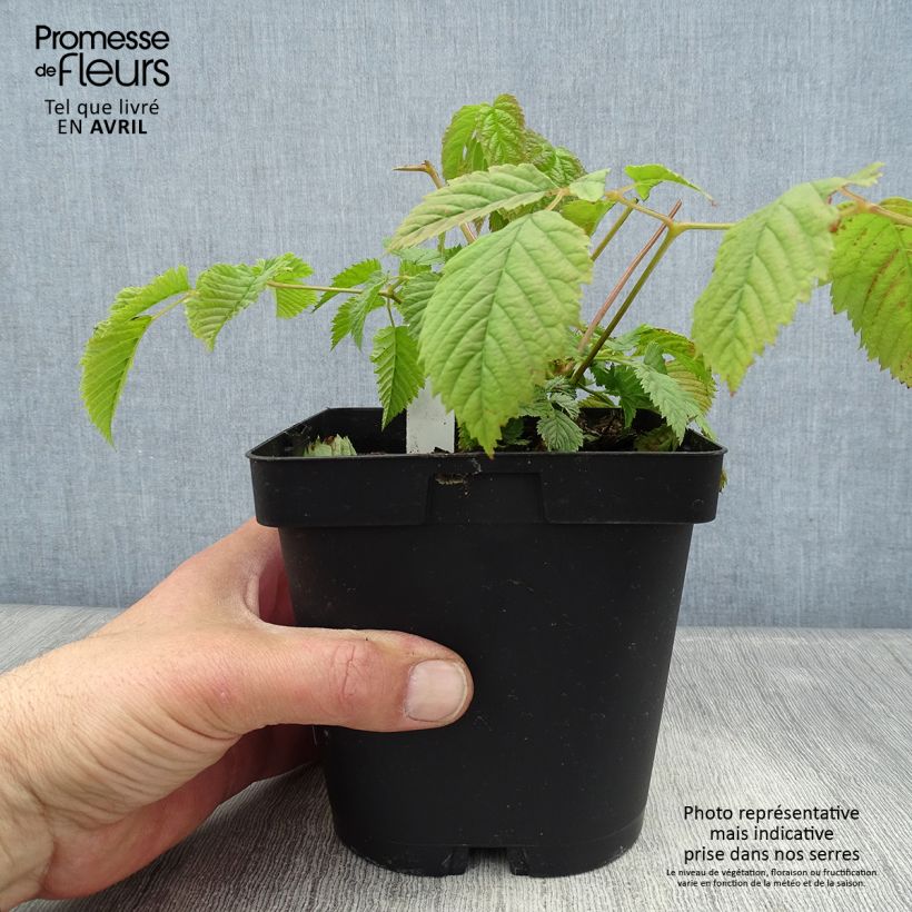 Aruncus dioicus sylvestris - Barba di capra Vaso da 2L/3L esemplare consegnato in primavera