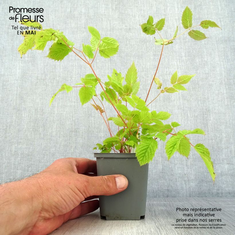 Aruncus sinensis Zweiweltenkind - Barba di capra Vasetto da 8/9 cm esemplare consegnato in primavera