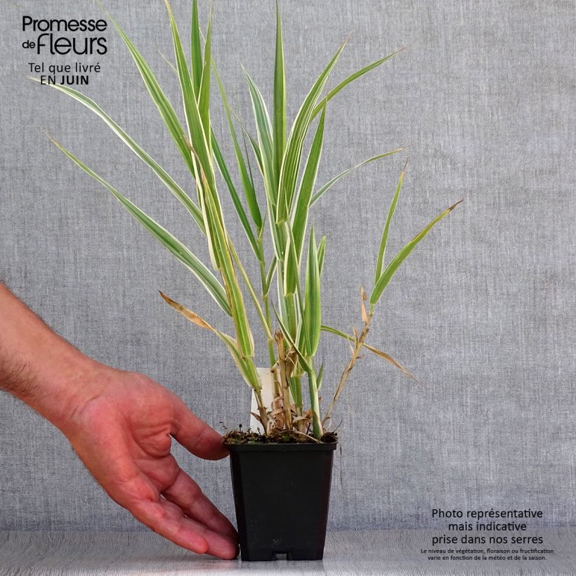 Esemplare di Arundo donax Versicolor - Canna comune Vasetto da 8/9 cm consegnato in estate