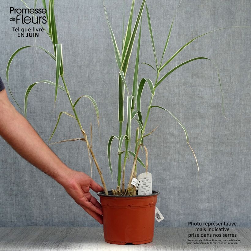 Esemplare di Arundo donax Versicolor - Canna comune Vaso da 3L/4L consegnato in estate