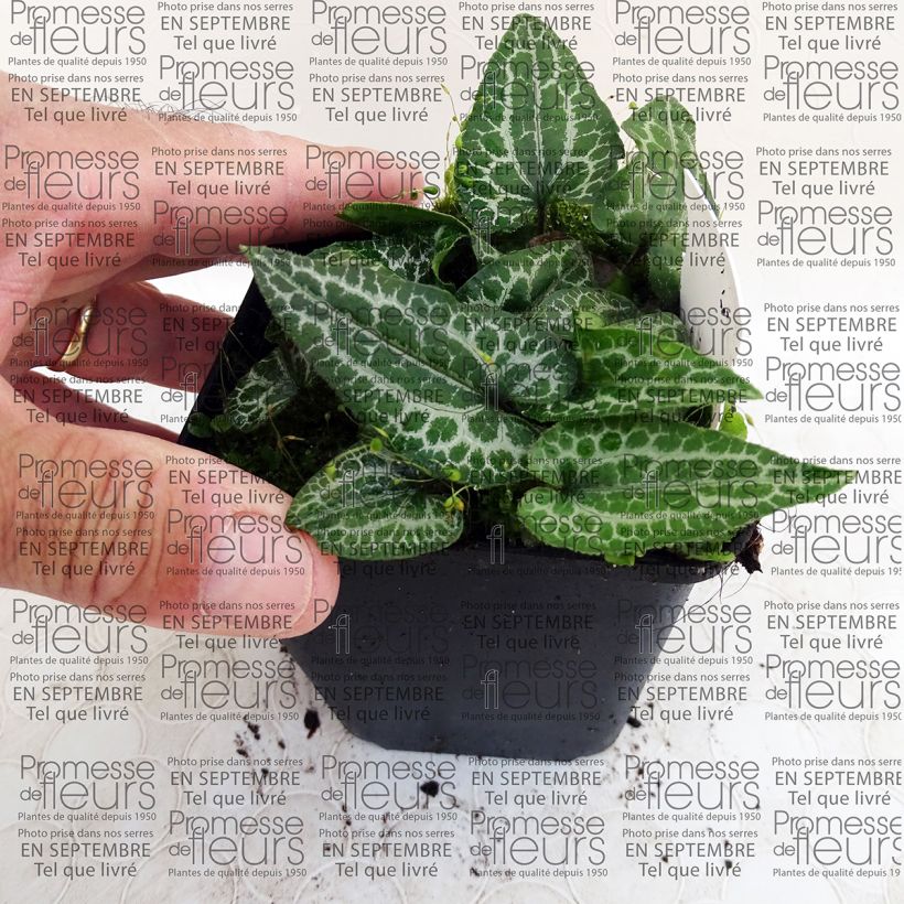 Esempio di esemplare Asarum epigynum Takasago Saishin - Asaro Vasetto da 8/9 cm come consegnato