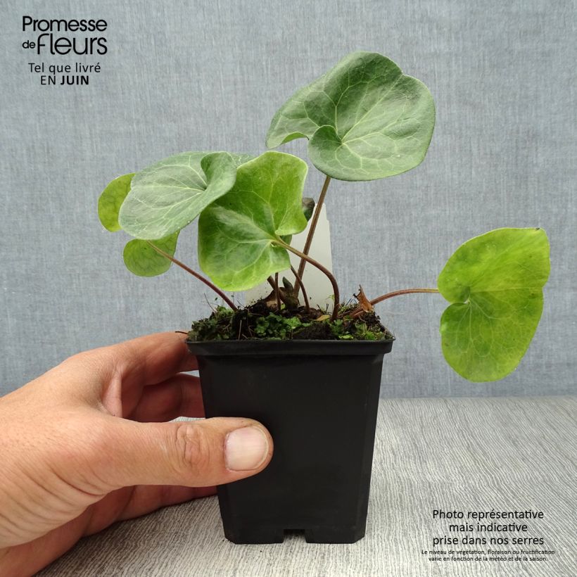 Esemplare di Asarum europaeum - Baccaro comune Vasetto da 8/9 cm consegnato in estate