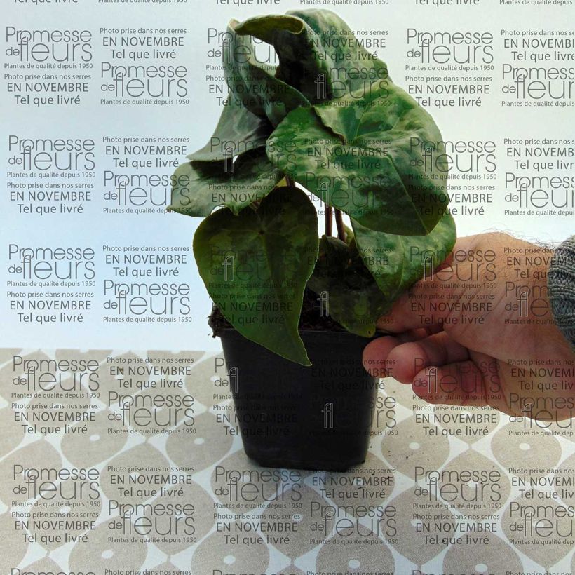 Esempio di esemplare Asarum maximum Giant - Asaro Vasetto da 8/9 cm come consegnato