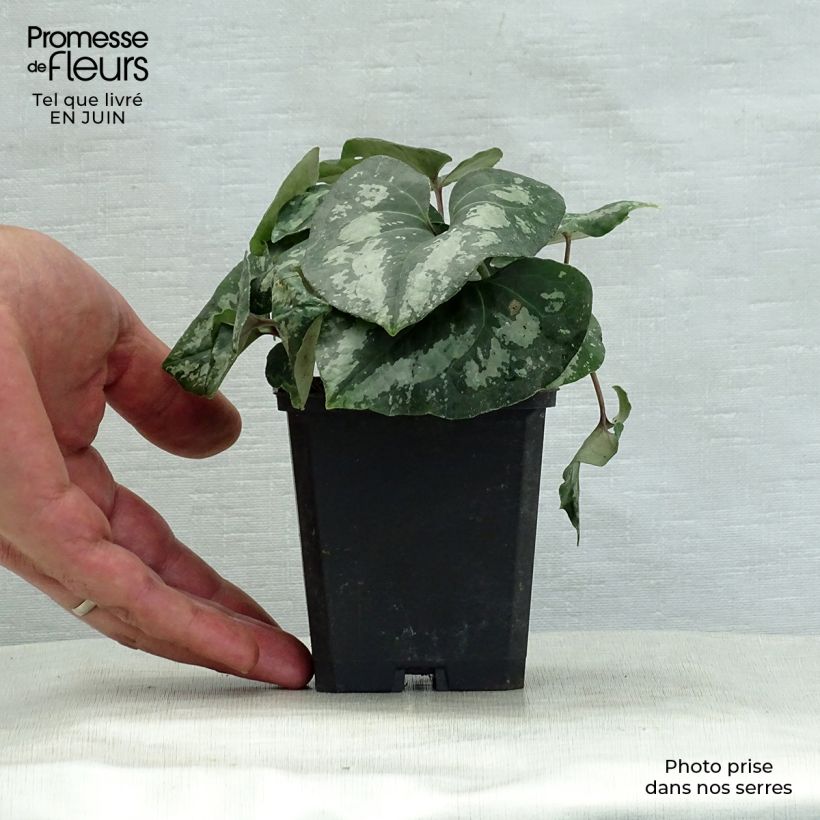 Esemplare di Asarum splendens - Asaro Vasetto da 8/9 cm consegnato in estate