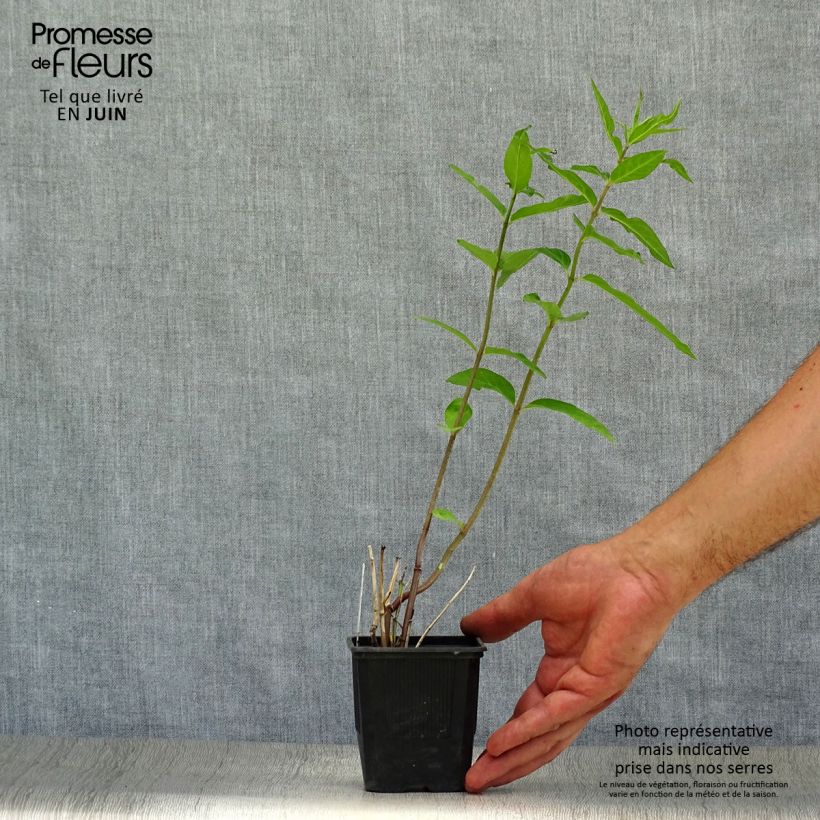 Esemplare di Asclepias incarnata Vasetto da 8/9 cm consegnato in estate