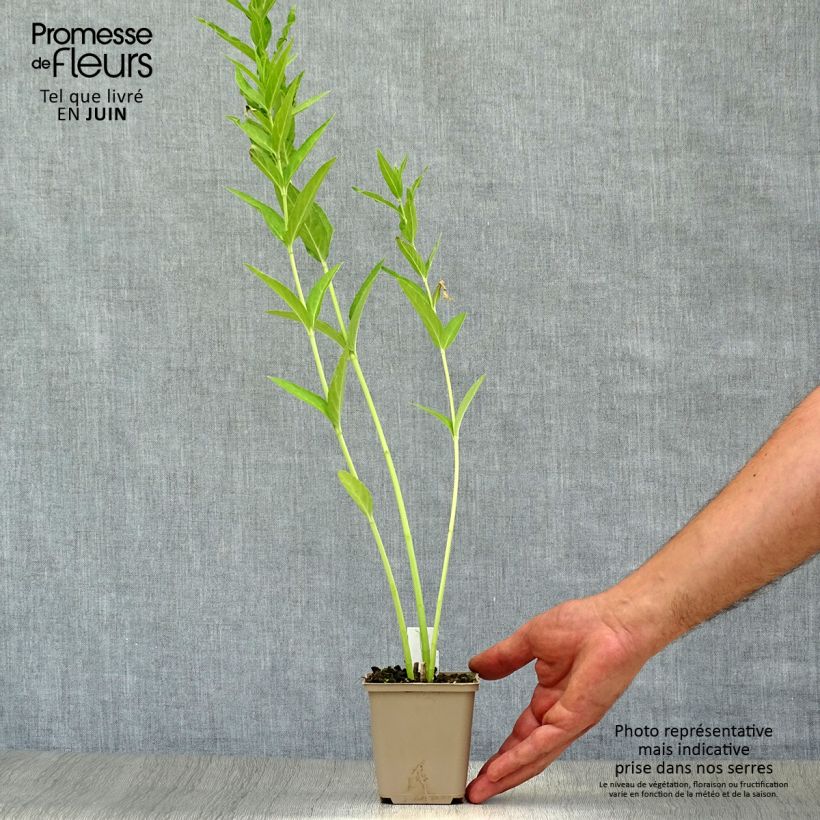 Esemplare di Asclepias incarnata Ice Ballet Vasetto da 8/9 cm consegnato in estate