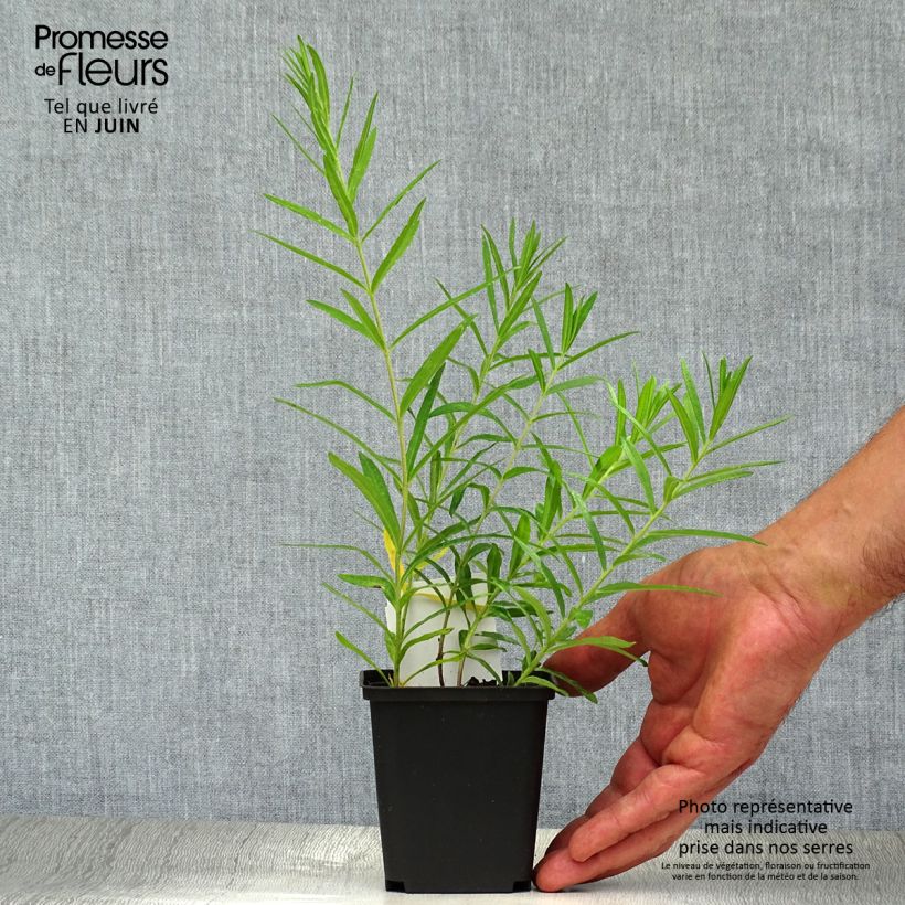 Esemplare di Asclepias tuberosa Vasetto da 7/8 cm consegnato in estate
