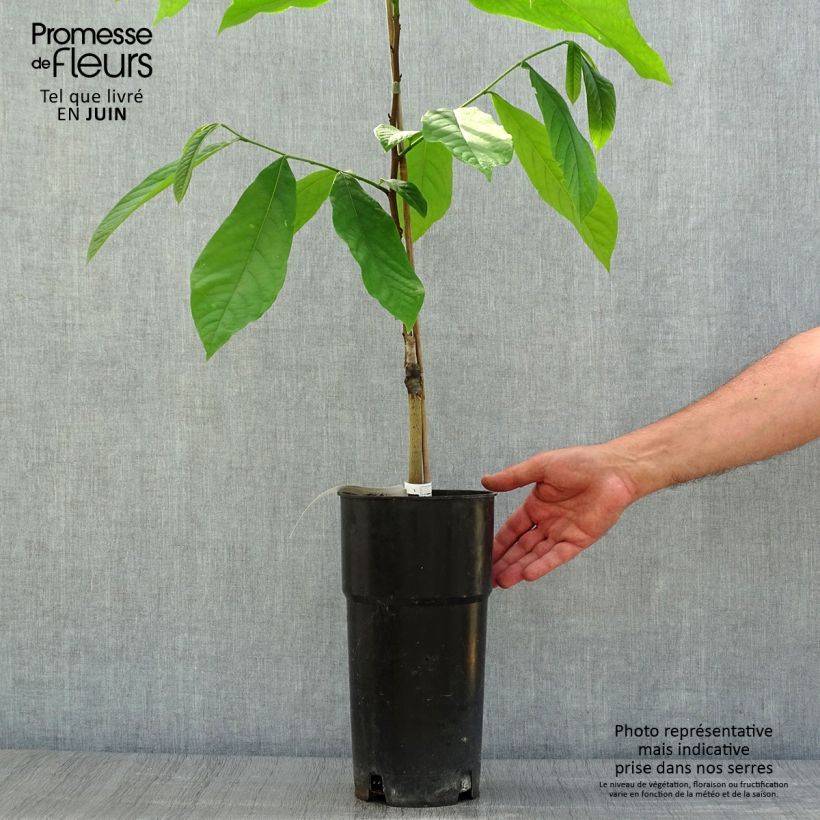 Esemplare di Asimina triloba Prima 1216 - Asimina Vaso da 4L/5L consegnato in estate
