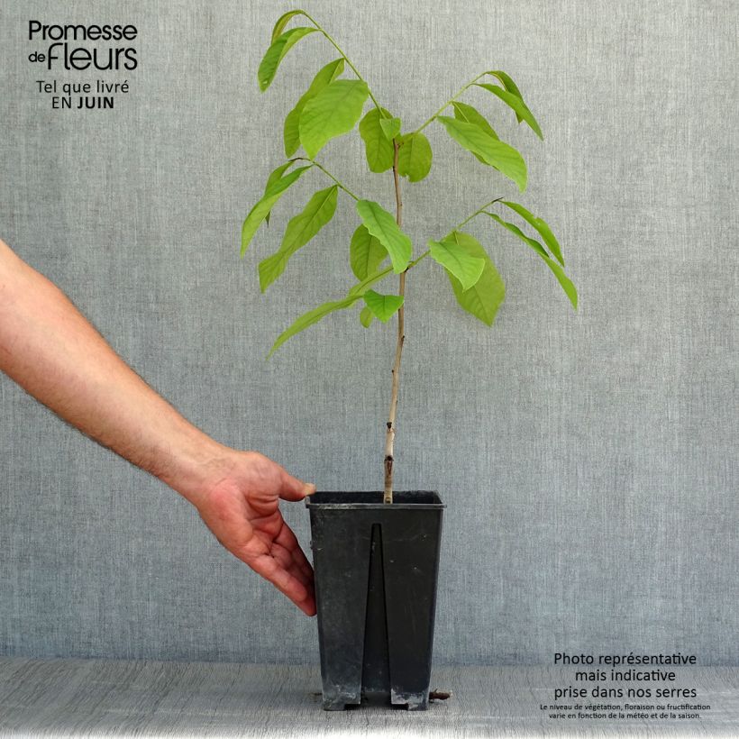Esemplare di Asimina triloba Sunflower - Asimina Vaso da 2L/3L consegnato in estate