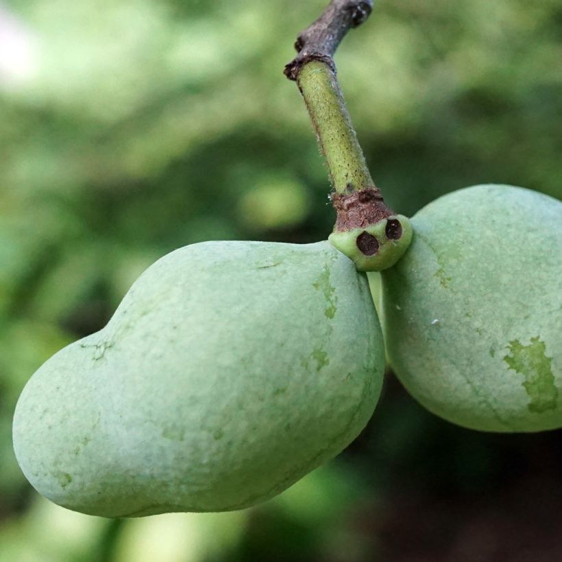 Asimina triloba Overlese - Asimina (Raccolta)