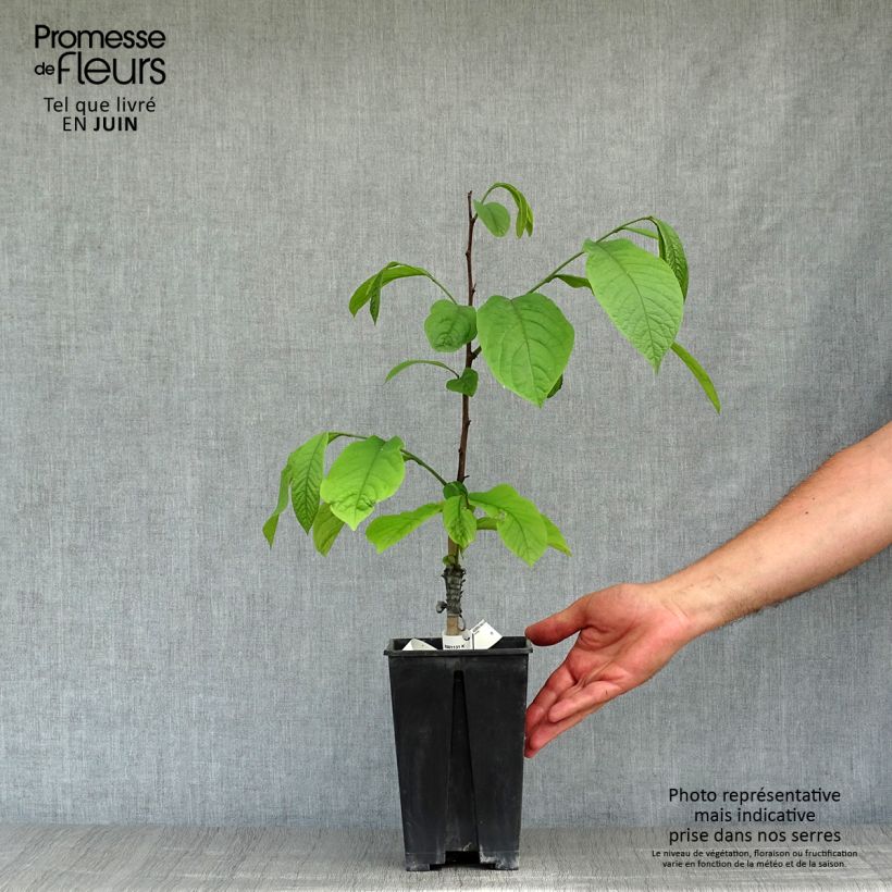 Esemplare di Asimina triloba Overlese - Asimina Vaso da 3L/4L consegnato in estate