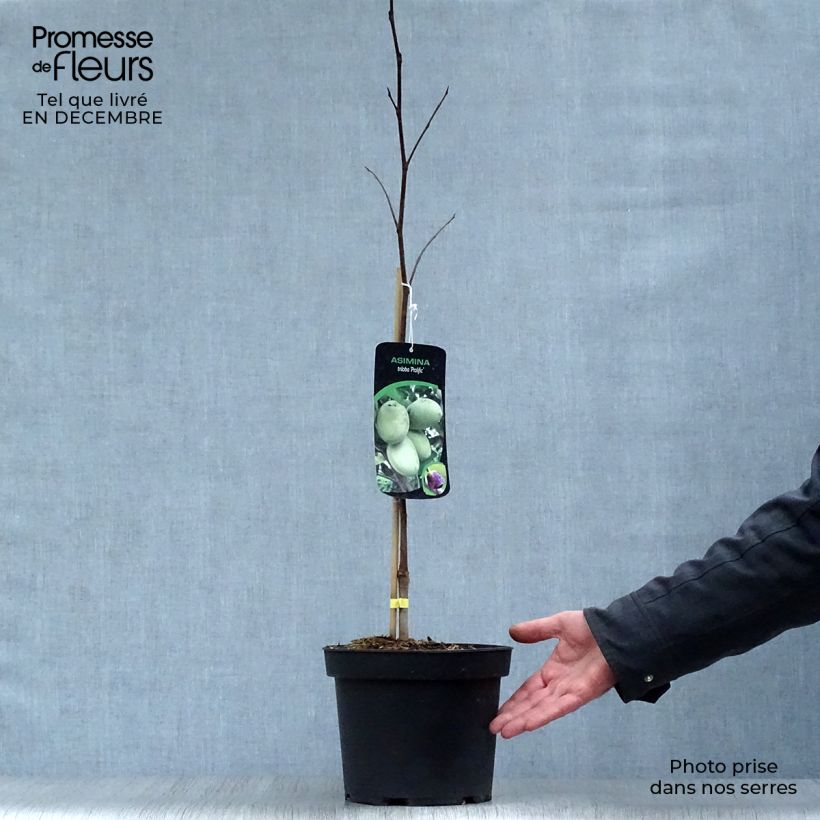 Asimina triloba Prolific - Asimina Vaso da 4L/5L esemplare consegnato in inverno