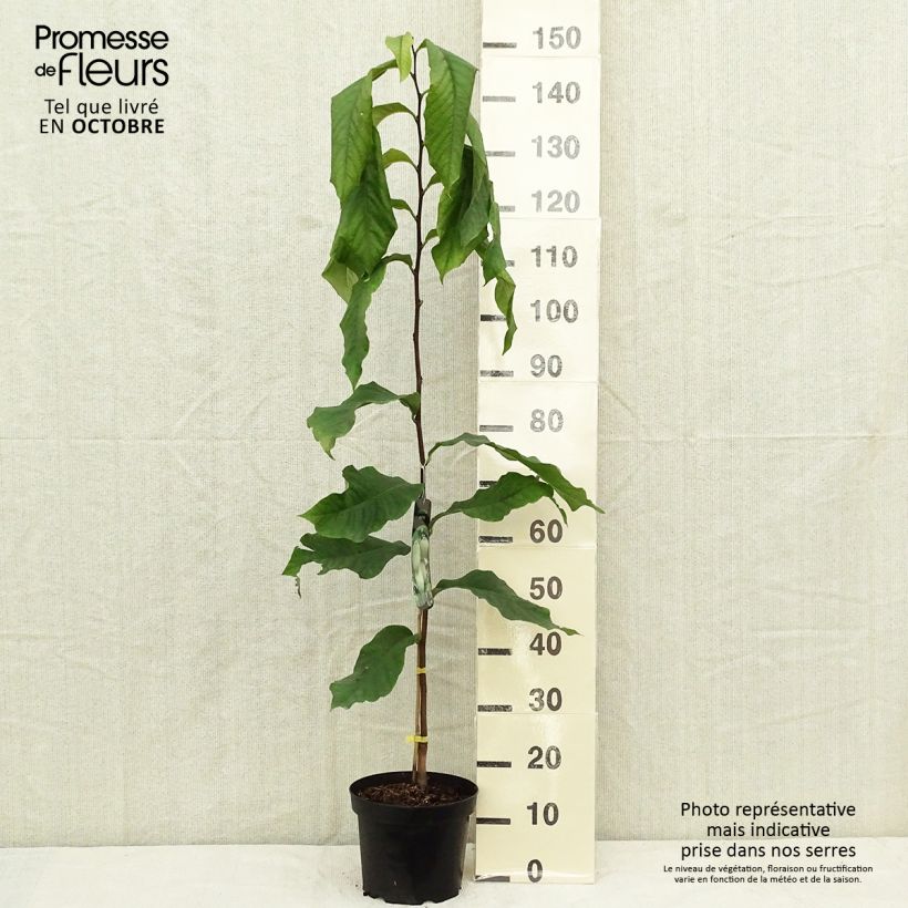 Esemplare di Asimina triloba Prolific - Asimina Vaso da 4L/5L come consegnato in autunno