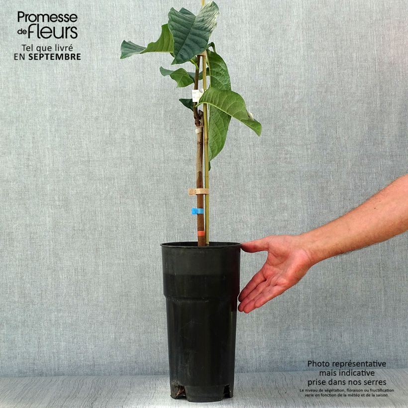 Esemplare di Asimina triloba Shenandoah - Asimina Vaso da 3L/4L come consegnato in autunno
