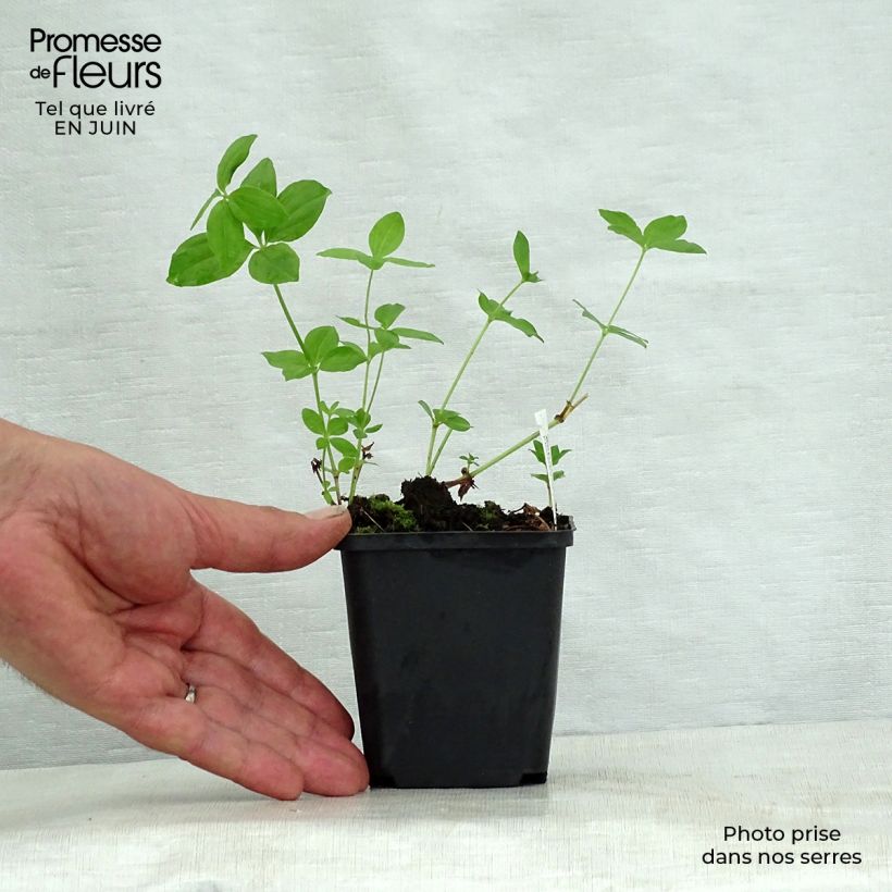 Esemplare di Asperula taurina - Stellina cruciata Vasetto da 8/9 cm consegnato in estate