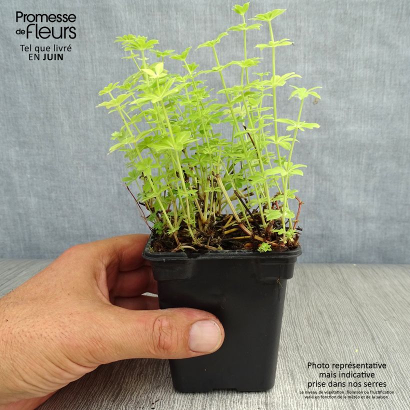 Esemplare di Galium odoratum - Asperula Vasetto da 7/8 cm consegnato in estate