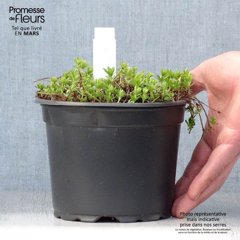 Galium odoratum - Asperula Vaso da 2L/3L esemplare consegnato in primavera