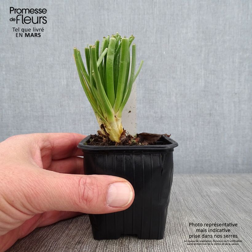 Asphodelus albus - Asfodelo bianco Vasetto da 8/9 cm esemplare consegnato in inverno