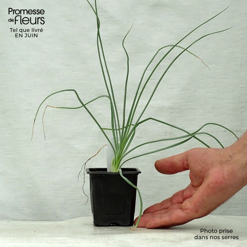 Esemplare di Asphodeline lutea - Asfodelo giallo Vasetto da 7/8 cm consegnato in estate