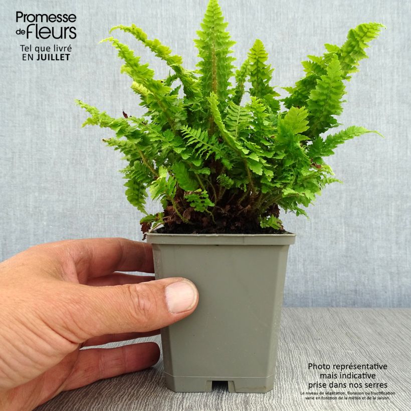 Esemplare di Polystichum setiferum Congestum - Felce setifera Vasetto da 8/9 cm consegnato in estate