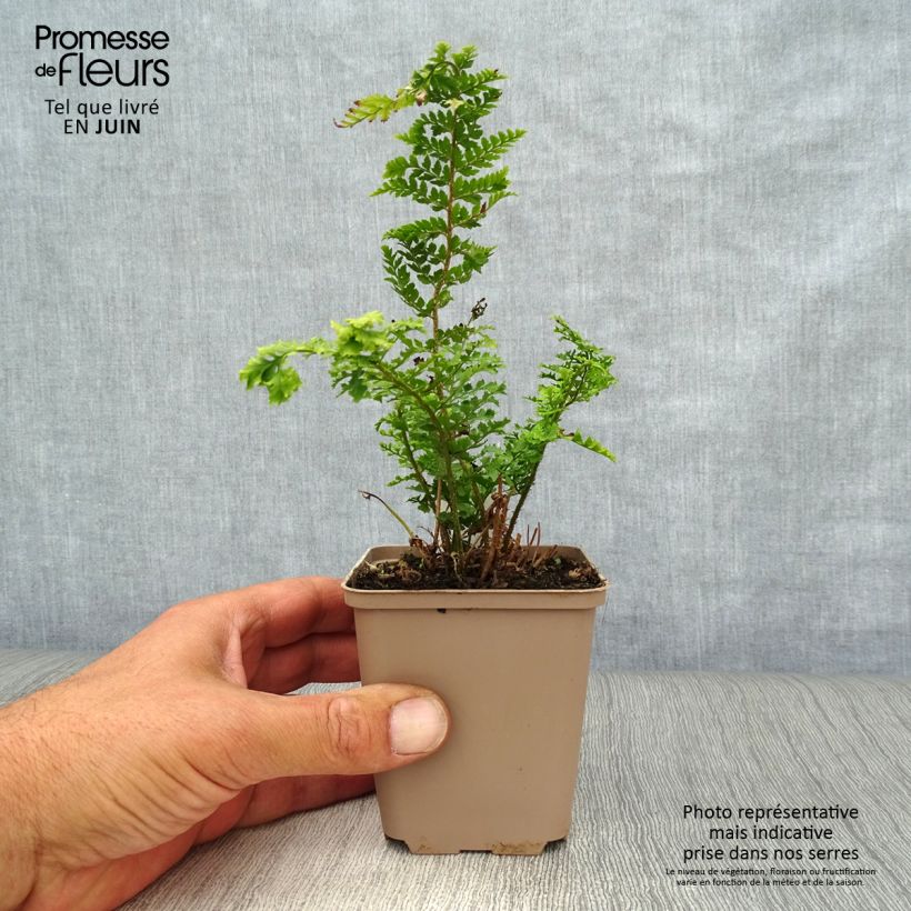 Esemplare di Polystichum setiferum Proliferum Wollastonii - Felce setifera Vasetto da 8/9 cm consegnato in estate