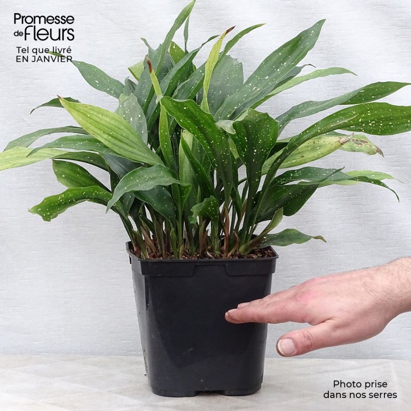 Aspidistra Milky way - Pianta di piombo Vaso da 2L/3L esemplare consegnato in inverno