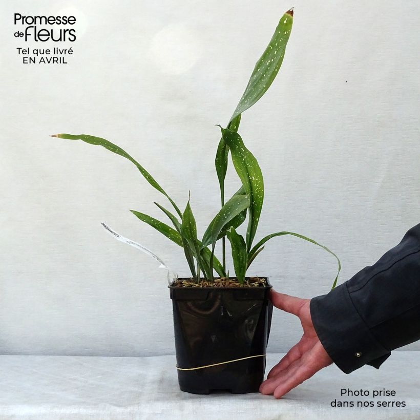 Aspidistra Milky way - Pianta di piombo Vaso da 2L/3L esemplare consegnato in primavera