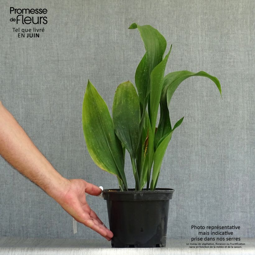 Esemplare di Aspidistra elatior - Pianta di piombo Vaso da 2L/3LAltezza consegnata circa 20/30cm consegnato in estate
