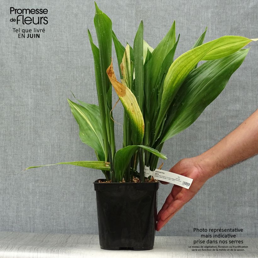 Esemplare di Aspidistra elatior Zebra - Pianta di piombo Vaso da 2L/3L consegnato in estate