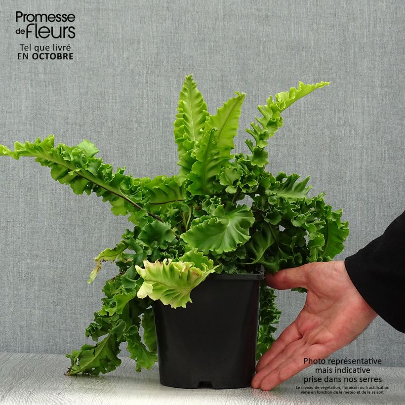 Esemplare di Phyllitis scolopendrium Bolton’s Nobile - Asplenio Vaso da 2L/3L come consegnato in autunno