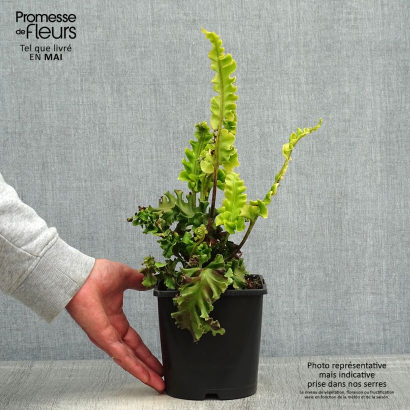 Phyllitis scolopendrium Bolton’s Nobile - Asplenio Vaso da 2L/3L esemplare consegnato in primavera