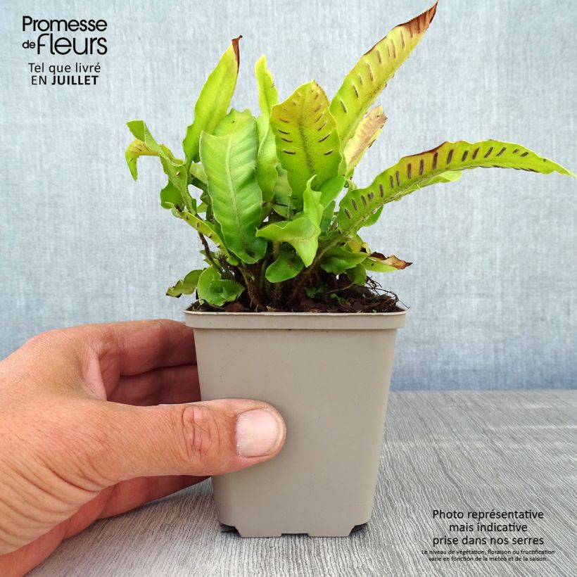 Esemplare di Phyllitis scolopendrium Bolton’s Nobile - Asplenio Vasetto da 8/9 cm consegnato in estate