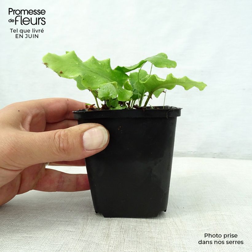 Esemplare di Asplenium scolopendrium Cristatum Group - Lingua di cervo Vasetto da 8/9 cm consegnato in estate