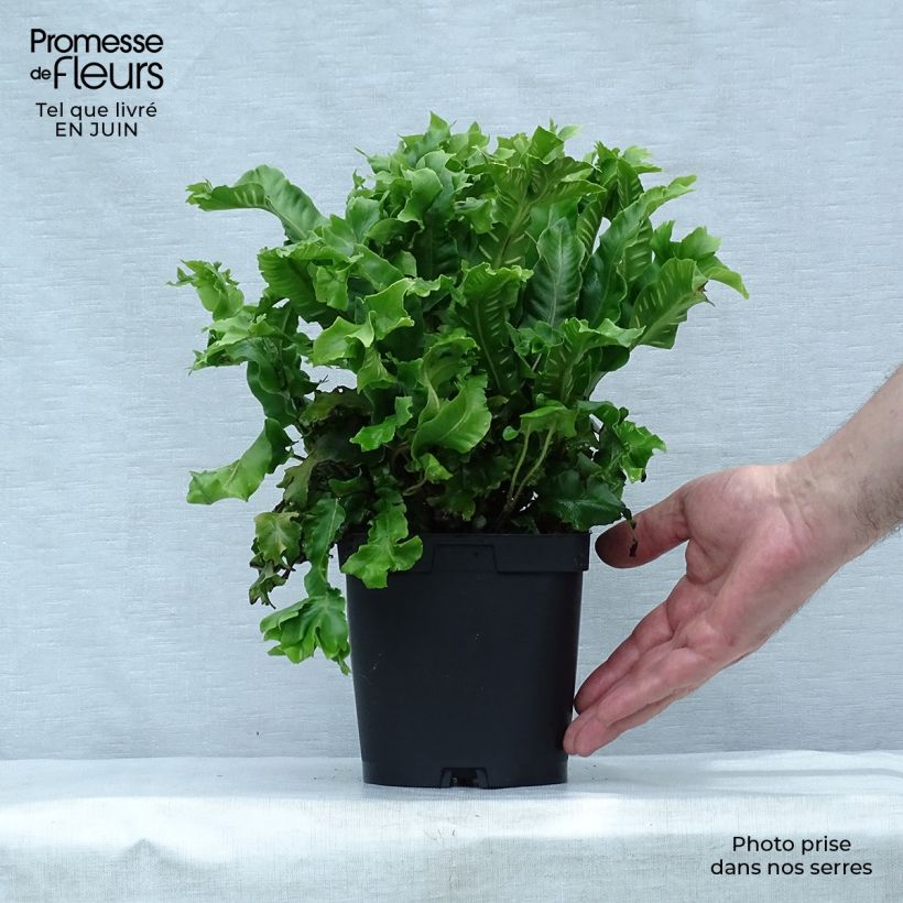 Esemplare di Asplenium scolopendrium Cristatum Group - Lingua di cervo Vaso da 2L/3L consegnato in estate