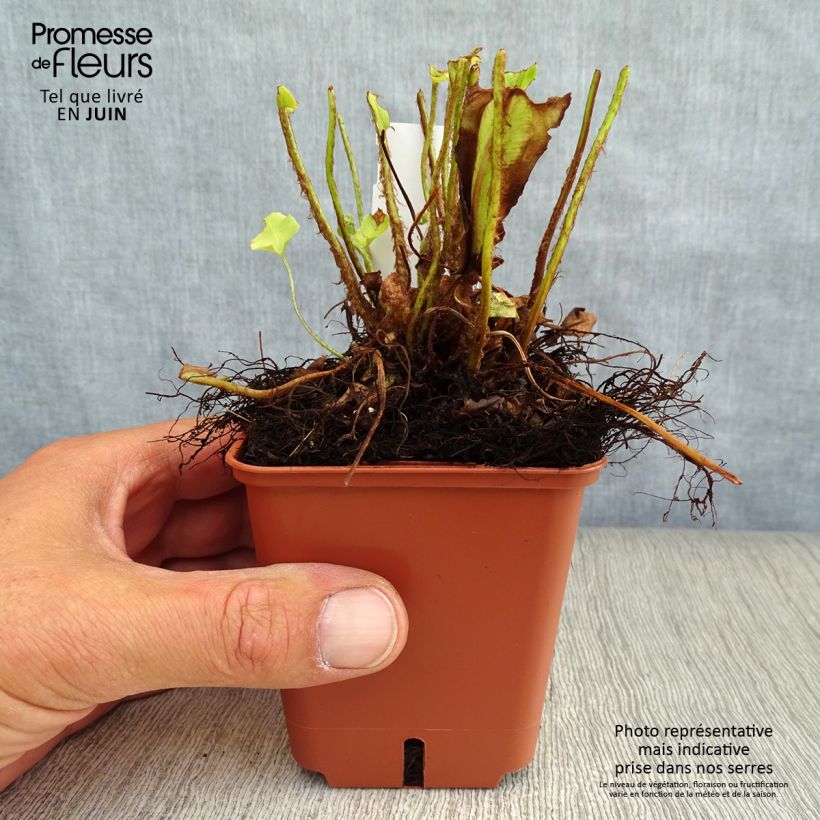 Esemplare di Asplenium scolopendrium Undulatum Group - Lingua di cervo Vasetto da 8/9 cm consegnato in estate