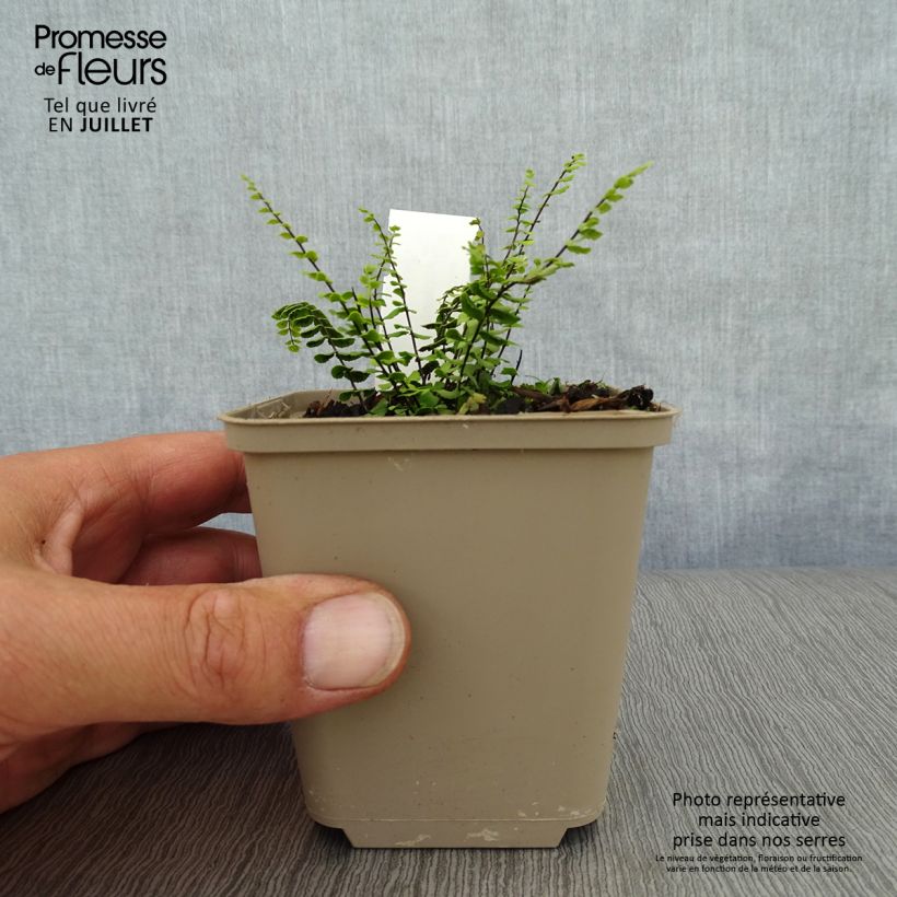Esemplare di Asplenium trichomanes - Asplenio tricomane Vasetto da 8/9 cm consegnato in estate