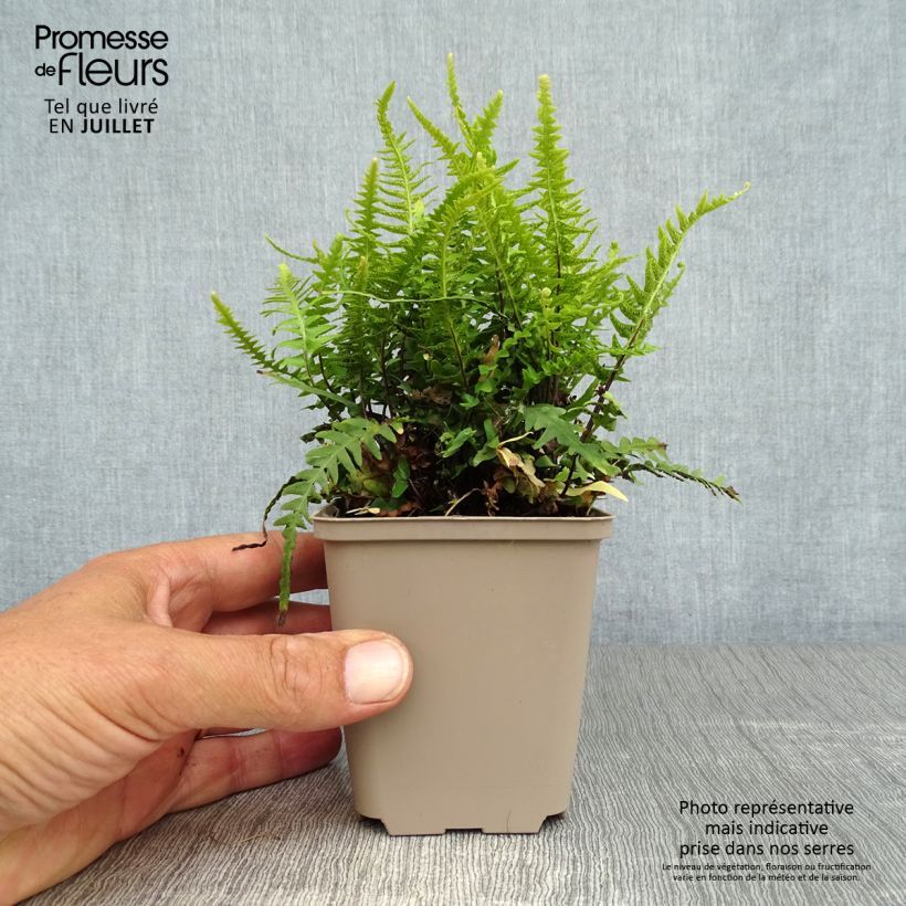 Esemplare di Asplenium ebenoides - Felce Vasetto da 8/9 cm consegnato in estate