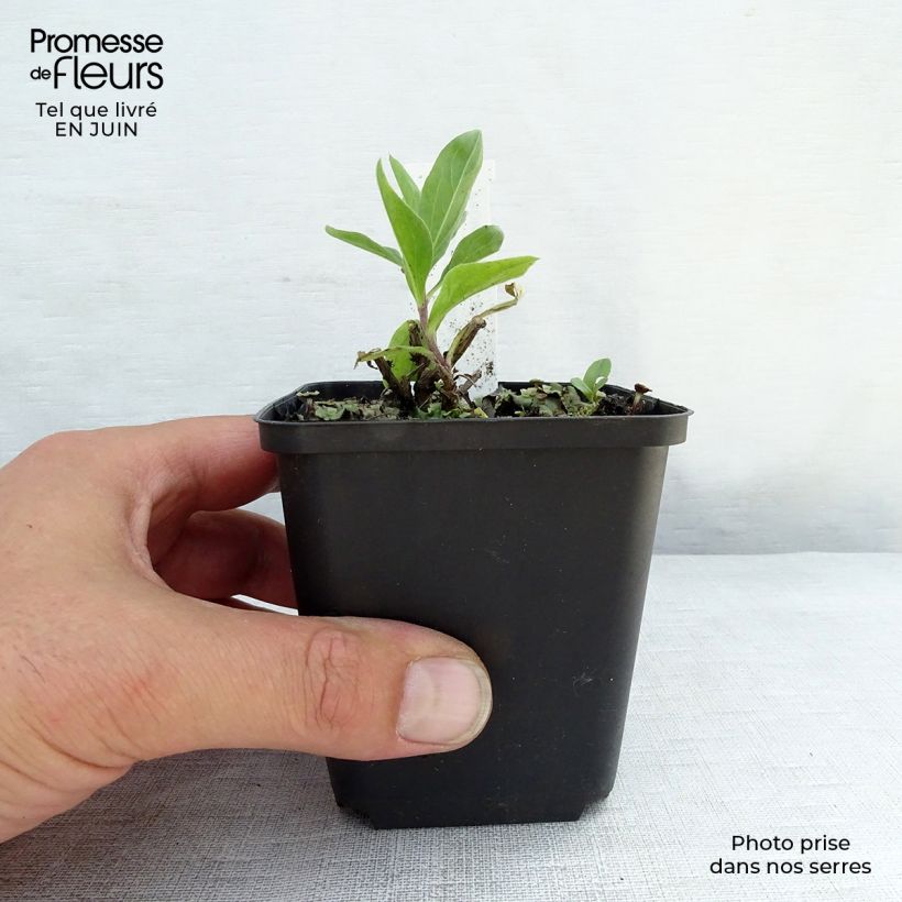 Esemplare di Aster JS Bart's Blue Beauty Vasetto da 8/9 cm consegnato in estate