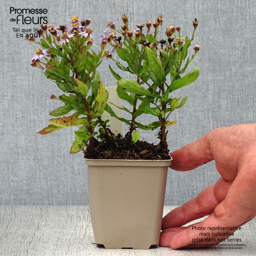 Esemplare di Aster ageratoides Adustus Nanus Vasetto da 8/9 cm consegnato in estate