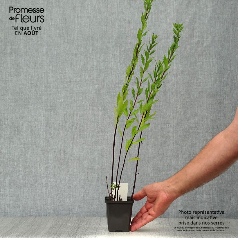 Esemplare di Aster ageratoides Ezo Murasaki Vasetto da 8/9 cm consegnato in estate