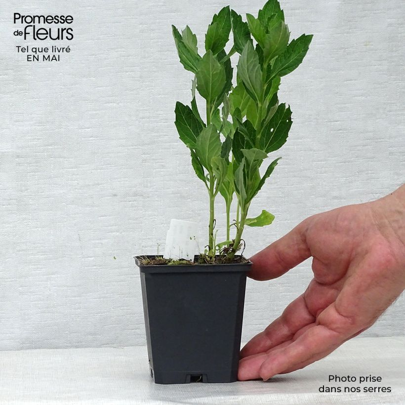 Aster ageratoides Starshine - Aster d'automne Godet de 9cm esemplare consegnato in primavera