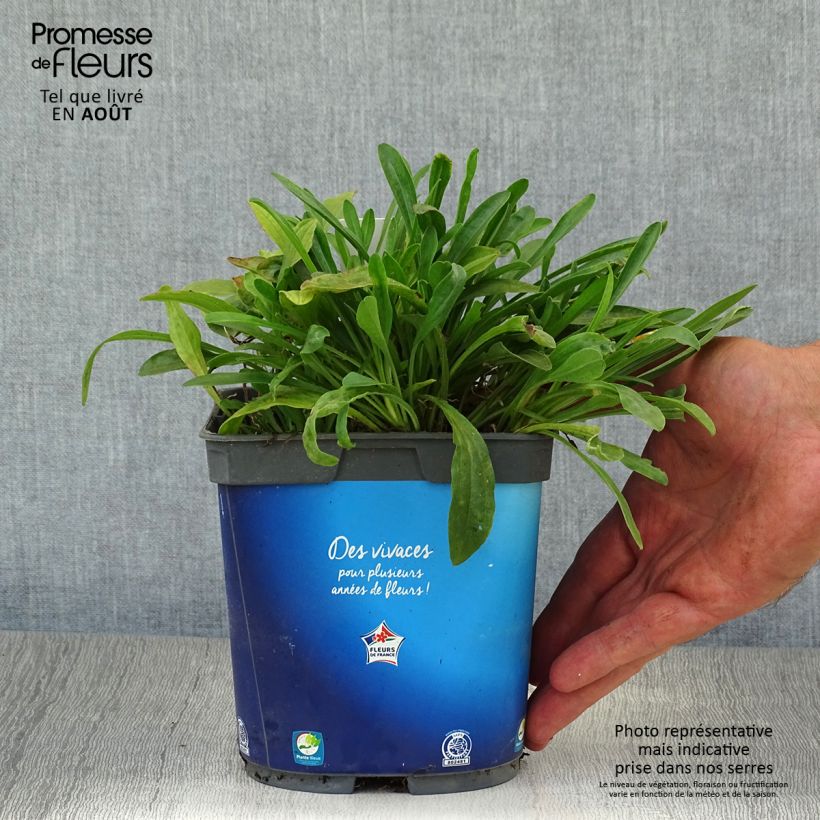Esemplare di Aster alpinus Goliath - Astro alpino Vaso da 2L/3L consegnato in estate