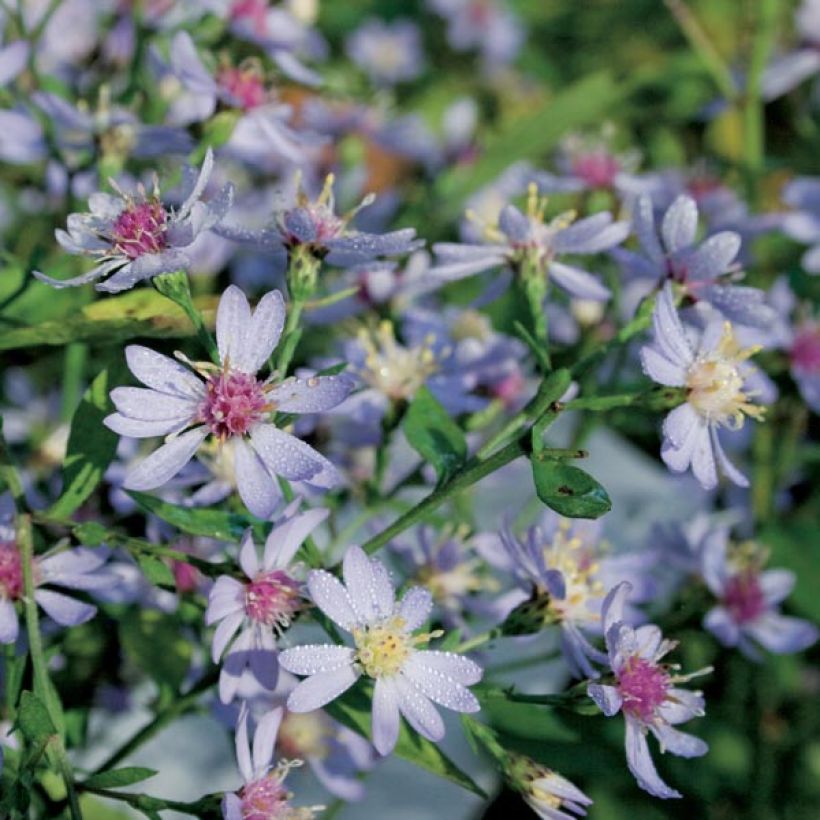 Aster cordifolius Idéal (Porto)