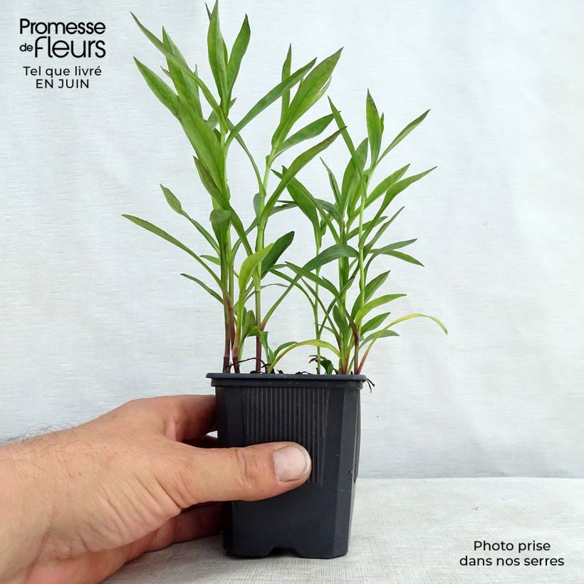 Esemplare di Aster dumosus Anneke Vasetto da 8/9 cm consegnato in estate