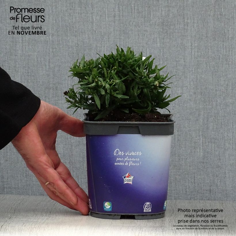 Esemplare di Aster dumosus Augenweide Vaso da 2L/3L come consegnato in autunno