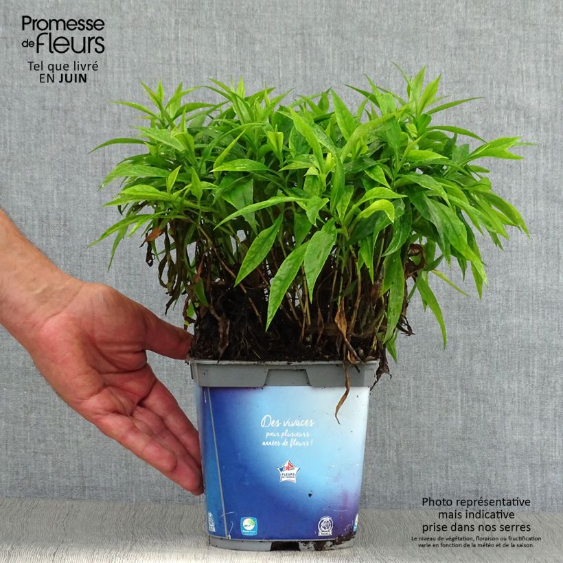 Esemplare di Aster dumosus Augenweide Vaso da 2L/3L consegnato in estate